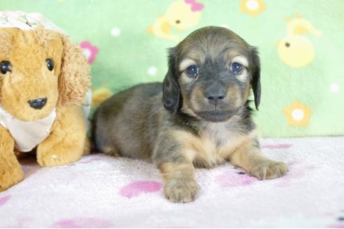 成約済の兵庫県のミニチュアダックスフンド(ロングヘアード)-59317の3枚目