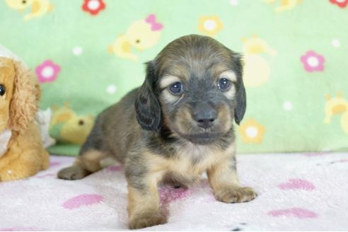 成約済の兵庫県のミニチュアダックスフンド(ロングヘアード)-59317の2枚目