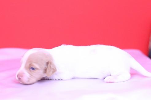 成約済の愛知県のミニチュアダックスフンド(ロングヘアード)-59329の2枚目