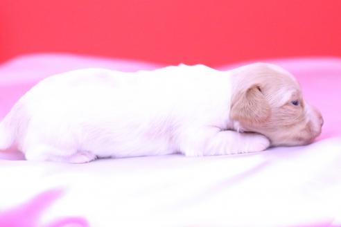 成約済の愛知県のミニチュアダックスフンド(ロングヘアード)-59329の1枚目