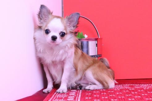 成約済の愛知県のチワワ(ロングコート)-48676の1枚目