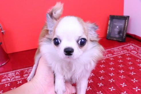 成約済の愛知県のチワワ(ロングコート)-48676の4枚目