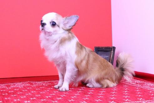 成約済の愛知県のチワワ(ロングコート)-48676の2枚目