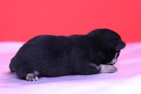 成約済の愛知県のチワワ(ロングコート)-59333の6枚目