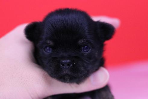 成約済の愛知県のチワワ(ロングコート)-59334の6枚目