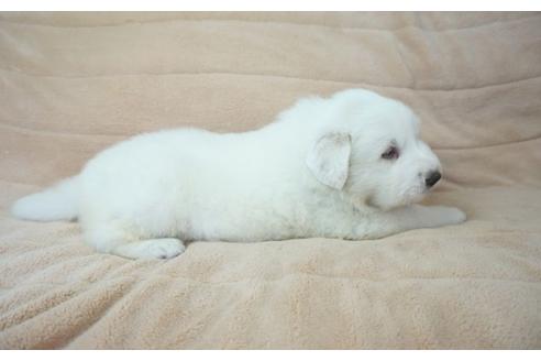 成約済の奈良県のグレートピレニーズ-59357の3枚目