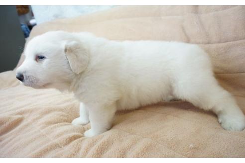成約済の奈良県のグレートピレニーズ-59357の2枚目