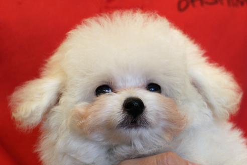 成約済の愛知県のトイプードル-55451の22枚目