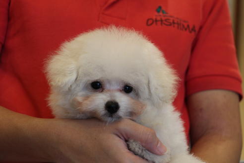 成約済の愛知県のトイプードル-55451の21枚目