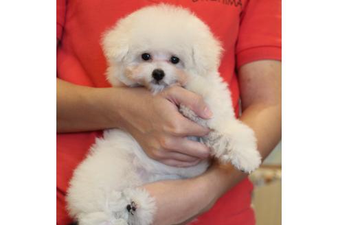 成約済の愛知県のトイプードル-55451の20枚目