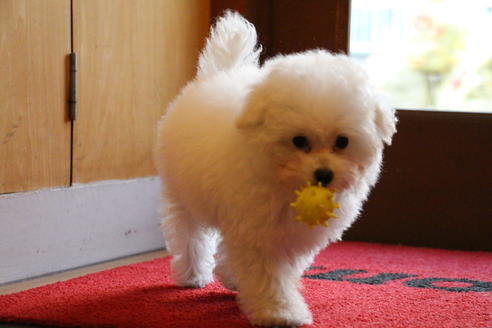 成約済の愛知県のトイプードル-55451の19枚目