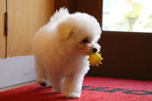 成約済の愛知県のトイプードル-55451の18枚目