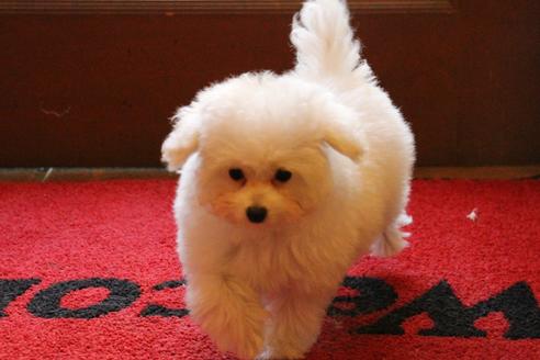 成約済の愛知県のトイプードル-55451の17枚目