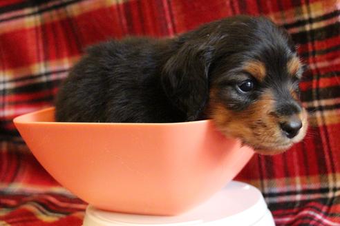 成約済の愛知県のカニンヘンダックスフンド(ロングヘアード)-58270の29枚目