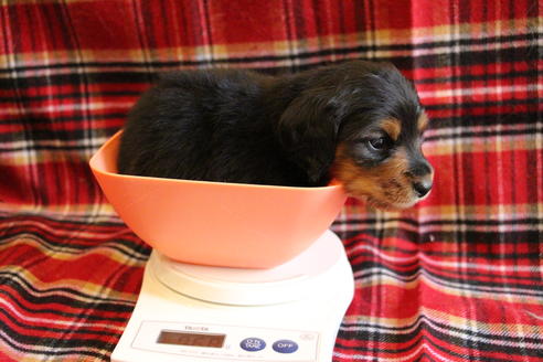 成約済の愛知県のカニンヘンダックスフンド(ロングヘアード)-58270の28枚目