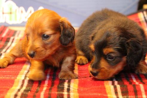 成約済の愛知県のカニンヘンダックスフンド(ロングヘアード)-58270の27枚目