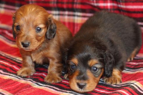 成約済の愛知県のカニンヘンダックスフンド(ロングヘアード)-58270の26枚目