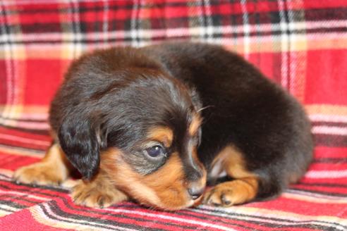 成約済の愛知県のカニンヘンダックスフンド(ロングヘアード)-58270の25枚目