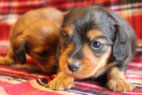 成約済の愛知県のカニンヘンダックスフンド(ロングヘアード)-58270の24枚目