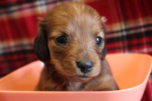 成約済の愛知県のカニンヘンダックスフンド(ロングヘアード)-58269の28枚目