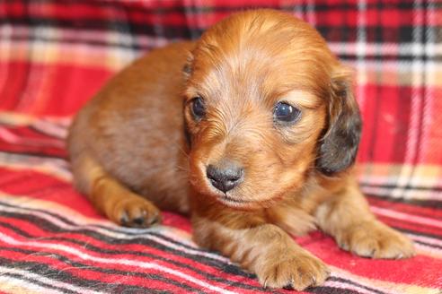 成約済の愛知県のカニンヘンダックスフンド(ロングヘアード)-58269の27枚目