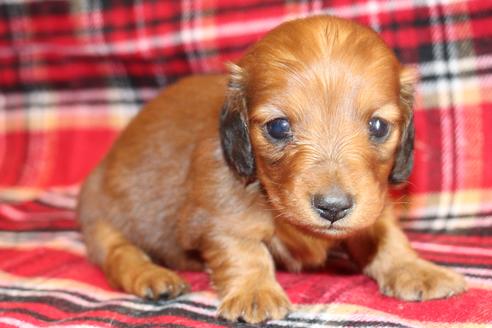 成約済の愛知県のカニンヘンダックスフンド(ロングヘアード)-58269の26枚目