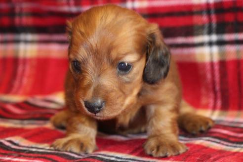 成約済の愛知県のカニンヘンダックスフンド(ロングヘアード)-58269の25枚目
