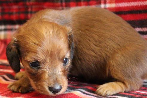 成約済の愛知県のカニンヘンダックスフンド(ロングヘアード)-58269の24枚目