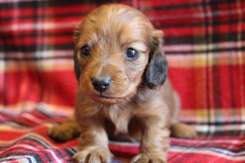 成約済の愛知県のカニンヘンダックスフンド(ロングヘアード)-58269の23枚目