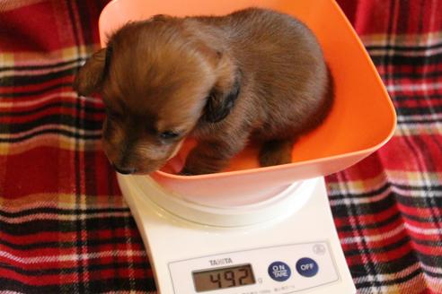 成約済の愛知県のカニンヘンダックスフンド(ロングヘアード)-58269の22枚目