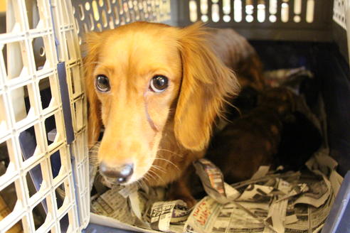 成約済の愛知県のカニンヘンダックスフンド(ロングヘアード)-58269の20枚目