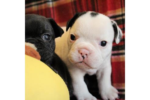 成約済の愛知県のフレンチブルドッグ-58301の9枚目