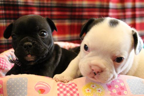 成約済の愛知県のフレンチブルドッグ-58301の7枚目