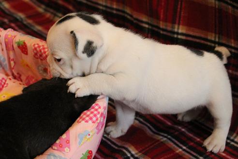 成約済の愛知県のフレンチブルドッグ-58301の6枚目