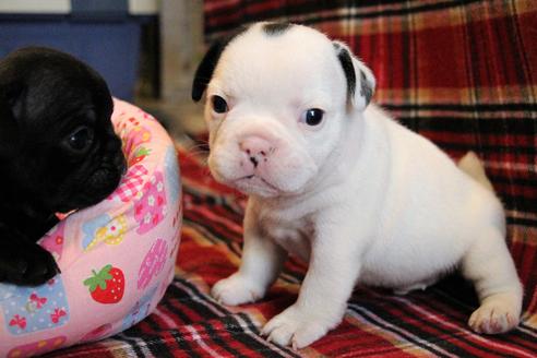 成約済の愛知県のフレンチブルドッグ-58301の5枚目