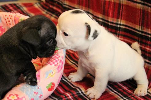 成約済の愛知県のフレンチブルドッグ-58301の4枚目