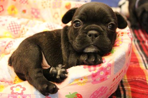 成約済の愛知県のフレンチブルドッグ-58303の24枚目