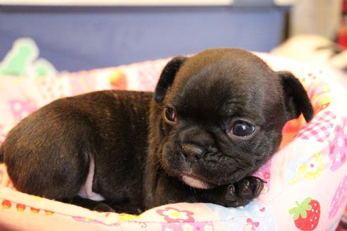 成約済の愛知県のフレンチブルドッグ-58303の23枚目