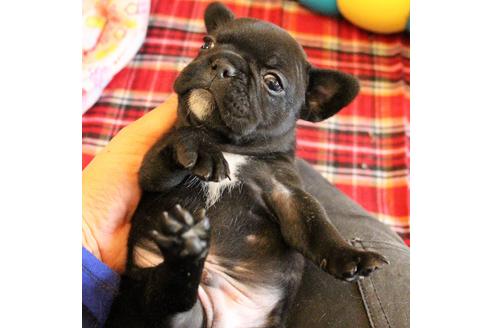 成約済の愛知県のフレンチブルドッグ-58303の21枚目