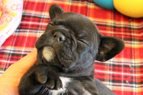 成約済の愛知県のフレンチブルドッグ-58303の20枚目