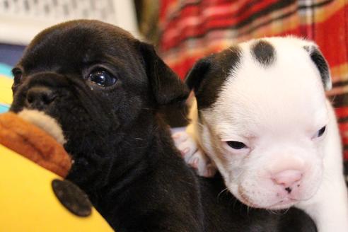 成約済の愛知県のフレンチブルドッグ-58303の19枚目