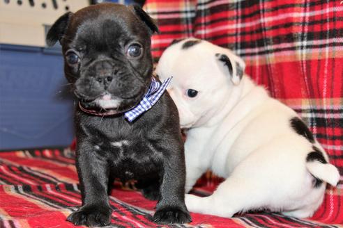 成約済の愛知県のフレンチブルドッグ-58302の19枚目