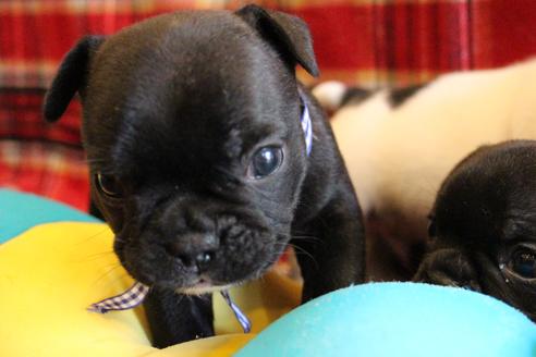 成約済の愛知県のフレンチブルドッグ-58302の18枚目