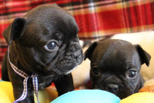 成約済の愛知県のフレンチブルドッグ-58302の17枚目