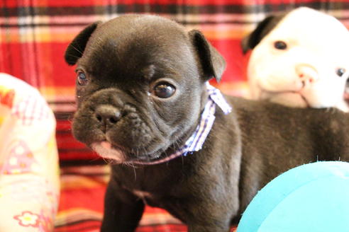 成約済の愛知県のフレンチブルドッグ-58302の16枚目