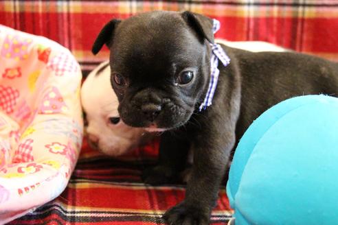 成約済の愛知県のフレンチブルドッグ-58302の15枚目