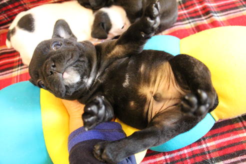 成約済の愛知県のフレンチブルドッグ-58302の14枚目