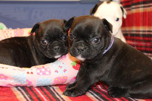 成約済の愛知県のフレンチブルドッグ-58302の13枚目