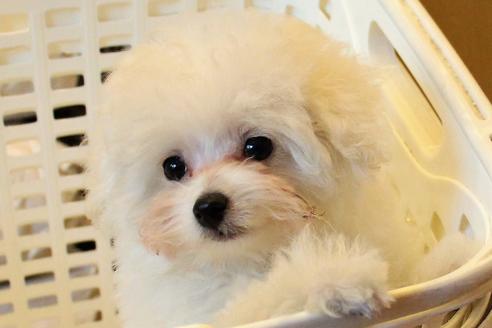 成約済の愛知県のトイプードル-55451の16枚目