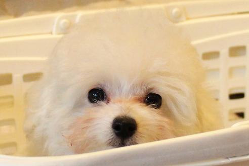 成約済の愛知県のトイプードル-55451の15枚目